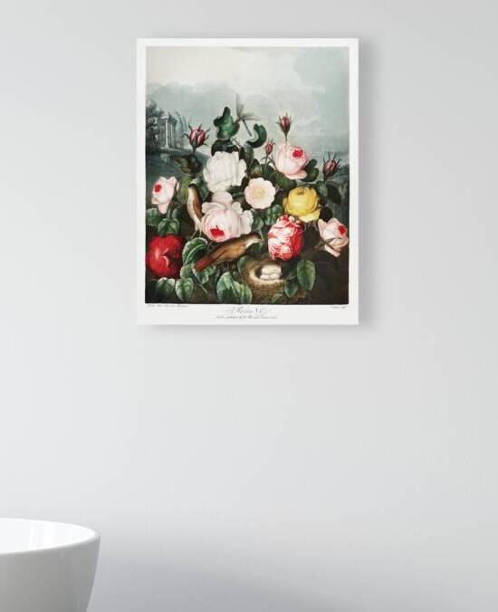 Roses by IStockHistory com