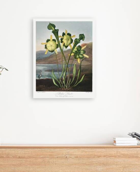 Pitcher Plant  by IStockHistory com