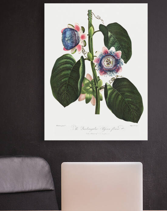 The Quadrangular Passion Flower  by IStockHistory com