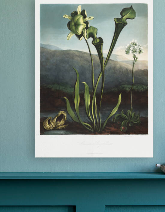 American Bog Plants by IStockHistory com