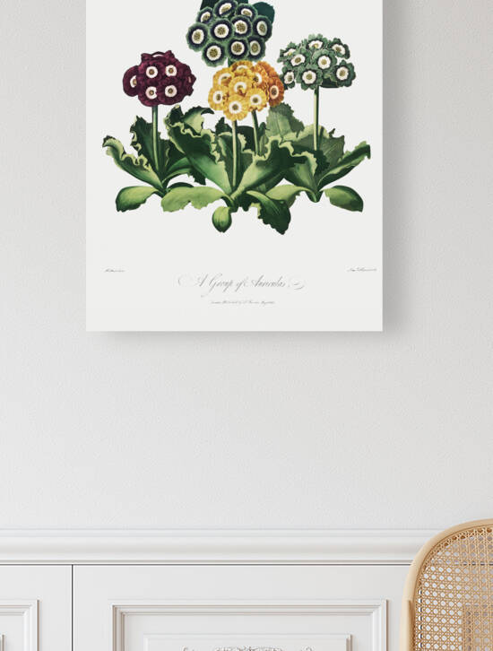 A Group of Auriculas by IStockHistory com
