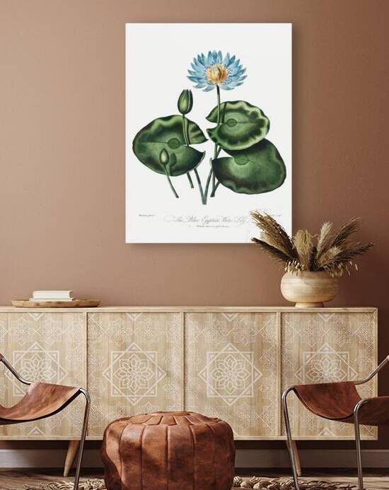 The Blue Egyptian Water-Lily by IStockHistory com