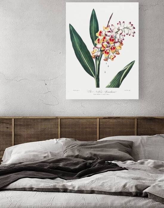 The Nodding Renealmia by IStockHistory com