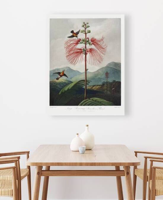 Large–Flowering Sensitive Plant by IStockHistory com