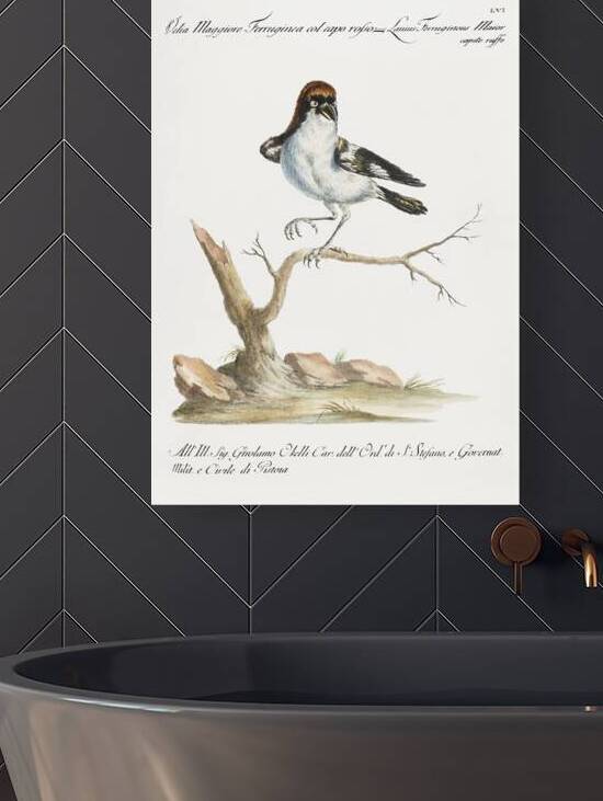 Pappagallo variegato di cenerino e rosso di Guinea Parrot  by IStockHistory com