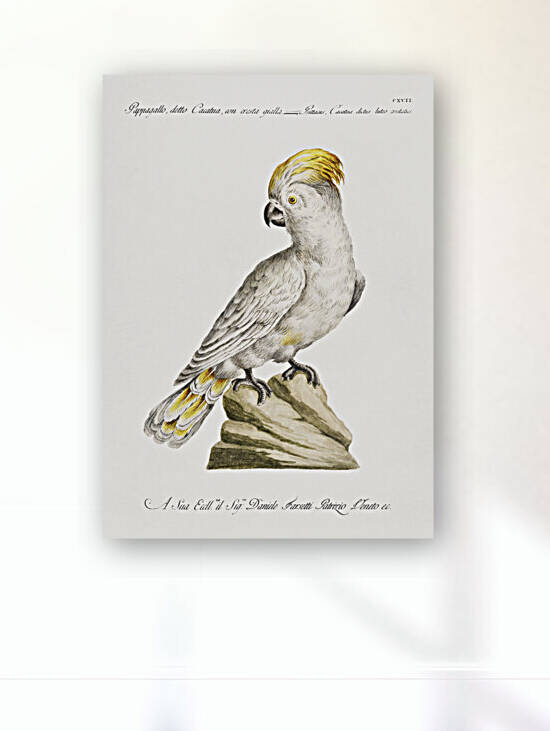 Pappagallo detto cacatua con cresta gialla Cockatoo by IStockHistory com