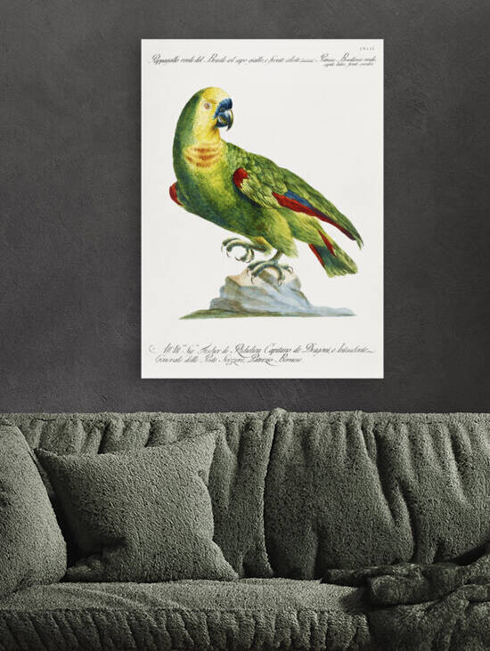 Pappagallo verde del Brasile col capo giallo e fronte celeste Parrot by IStockHistory com