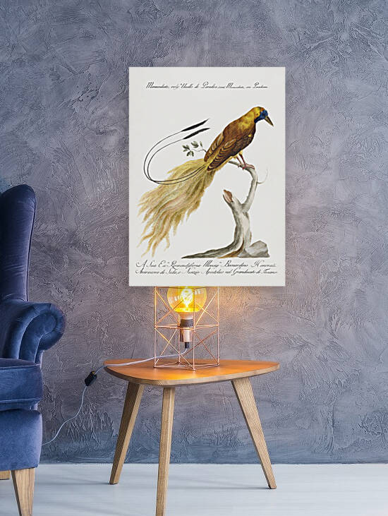 Manucodiata sive paradisaea Bird of Paradise by IStockHistory com