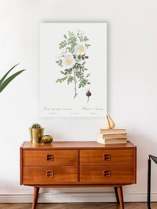 White burnet roses by IStockHistory com