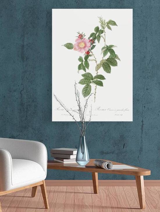 Dog rose in bloom by IStockHistory com