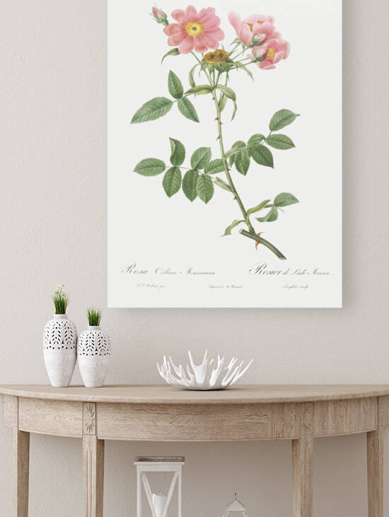 Lady monson rose in bloom by IStockHistory com