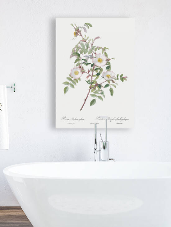 Pink boursault rose by IStockHistory com