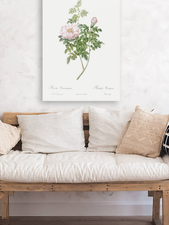 Ventenat rose in bloom by IStockHistory com