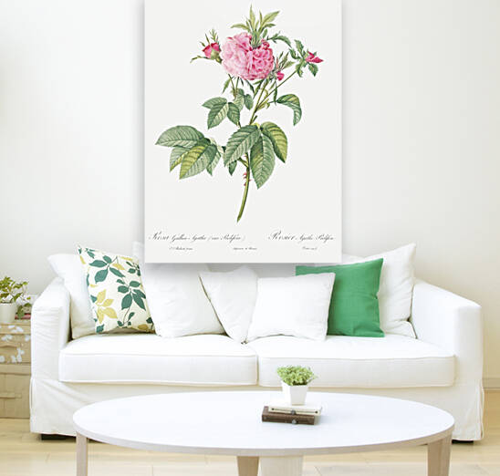 Pink agatha rose by IStockHistory com