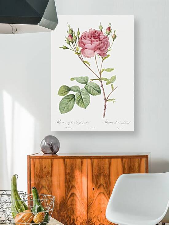 Pink agatha rose by IStockHistory com