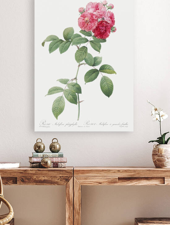 Seven sisters rose in bloom by IStockHistory com