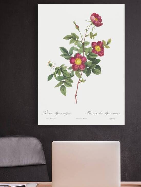 Blooming alpine rose by IStockHistory com