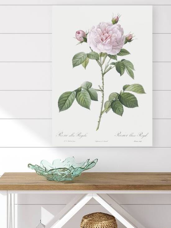 Vintage rosa alba by IStockHistory com