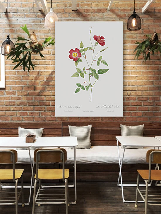 Indica stelligera rose by IStockHistory com