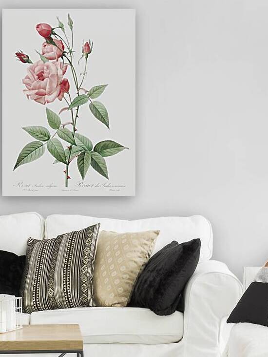 Anemone flowered sweetbriar rose by IStockHistory com