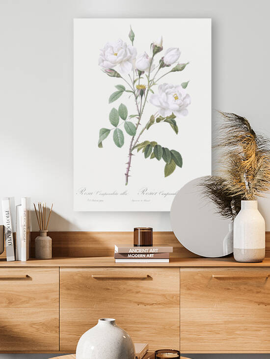 Vintage white rose by IStockHistory com