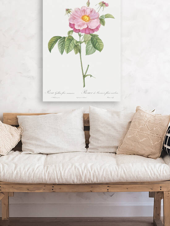 Speckled provins rose by IStockHistory com