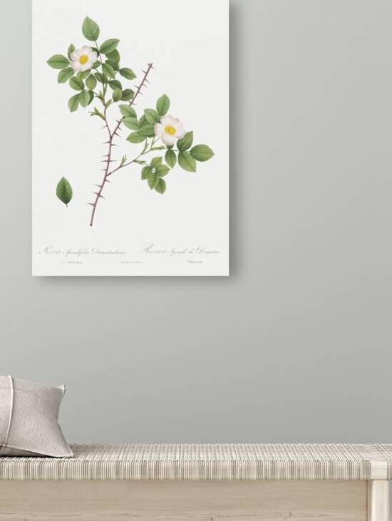 Vintage Rose of Dematra by IStockHistory com