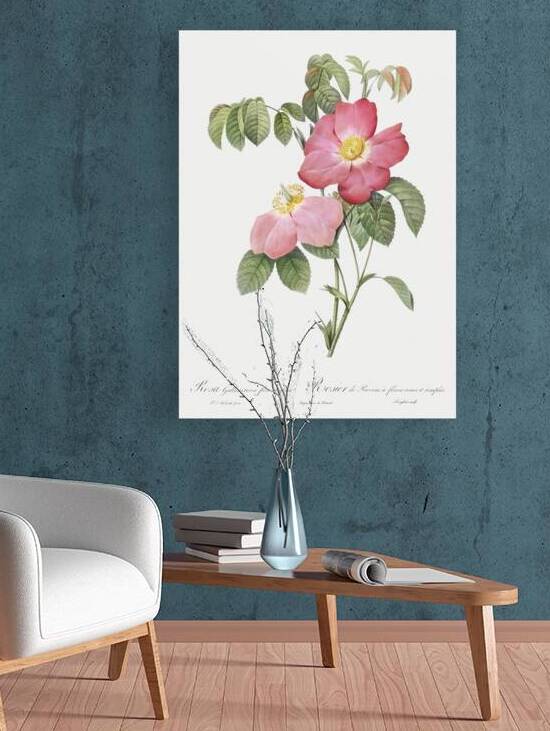 Pink french rose by IStockHistory com