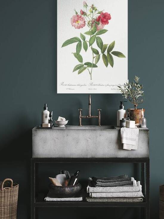 Hudson rose in bloom by IStockHistory com