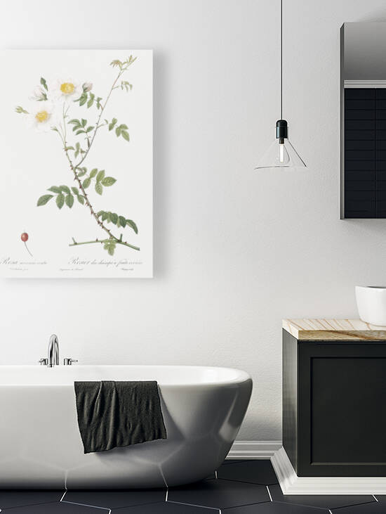 White field roses by IStockHistory com