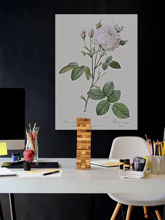 Pink bourbon roses by IStockHistory com