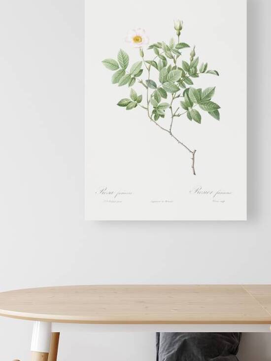 Vintage white rosebush by IStockHistory com