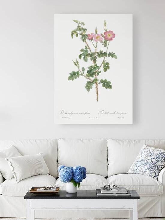 Prickly sweet briar roses by IStockHistory com