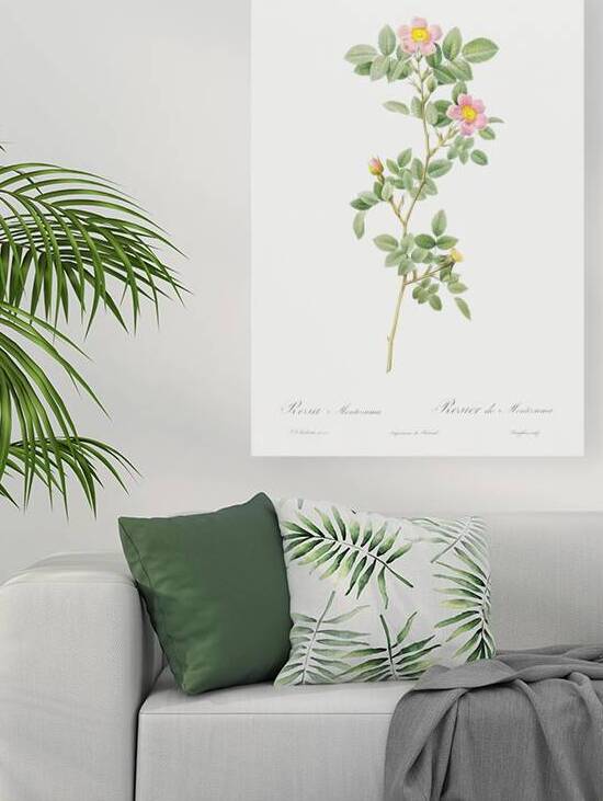 Blooming pink roses by IStockHistory com