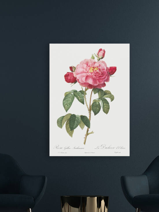 Vintage french rose by IStockHistory com