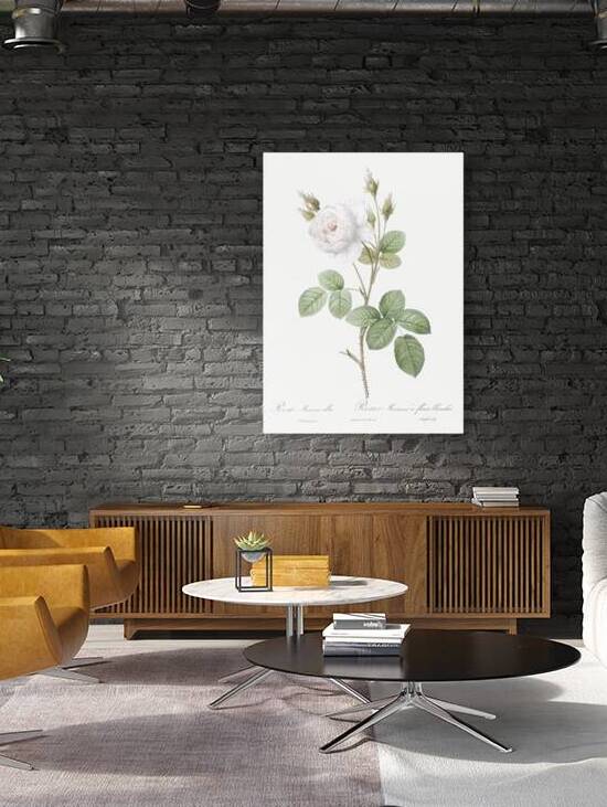 White misty rose by IStockHistory com