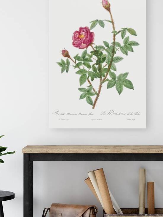 Anemone flowered rose by IStockHistory com