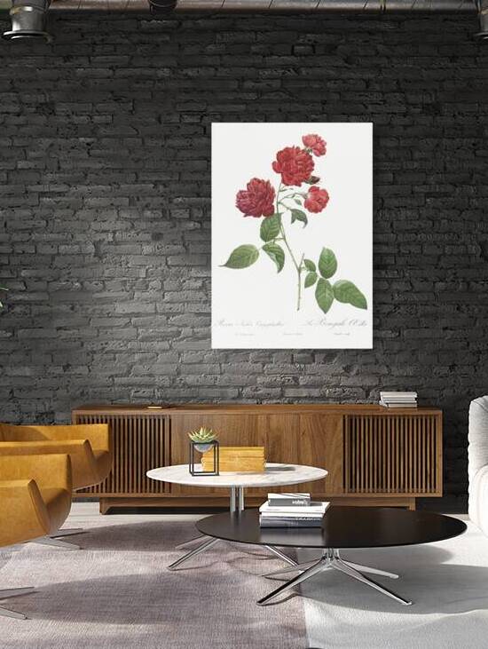 Anemone flowered rose by IStockHistory com