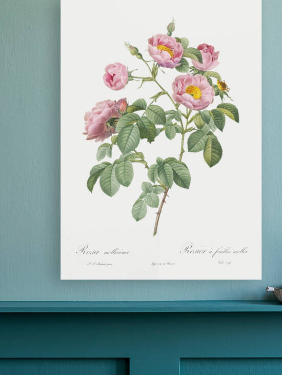 Pink roses in bloom by IStockHistory com