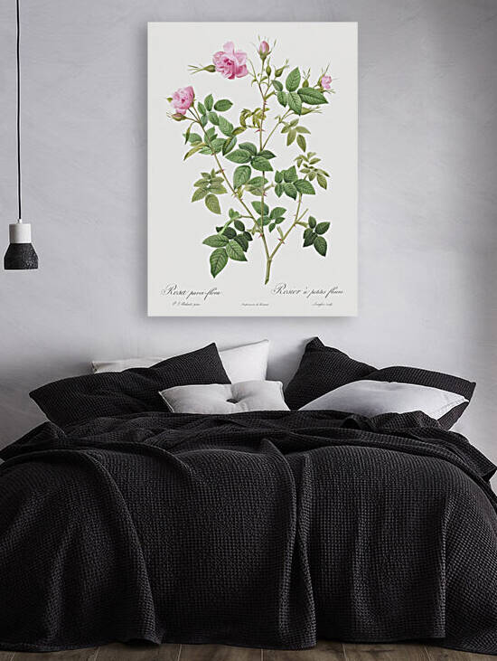 Pink flowering rosebush by IStockHistory com