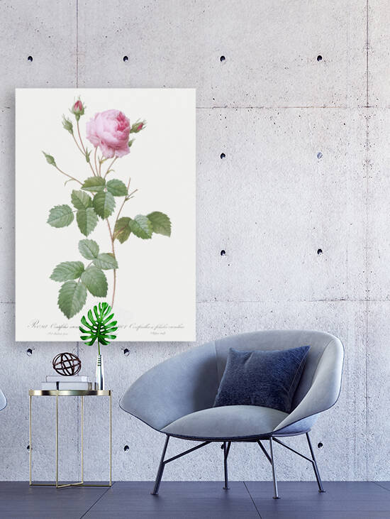 Pink provence rose by IStockHistory com