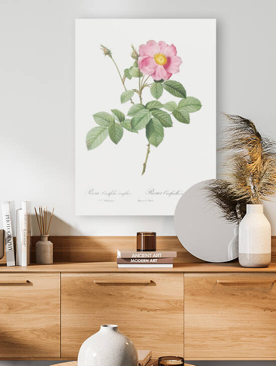 Vintage cabbage rose poster by IStockHistory com