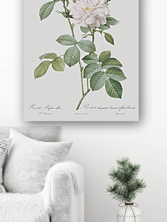 Blooming autumn damask rose by IStockHistory com