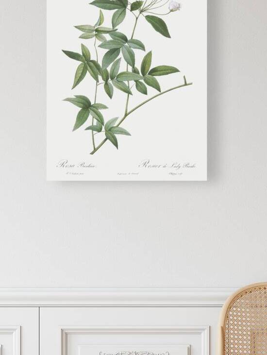 Vintage Lady Banks rose by IStockHistory com