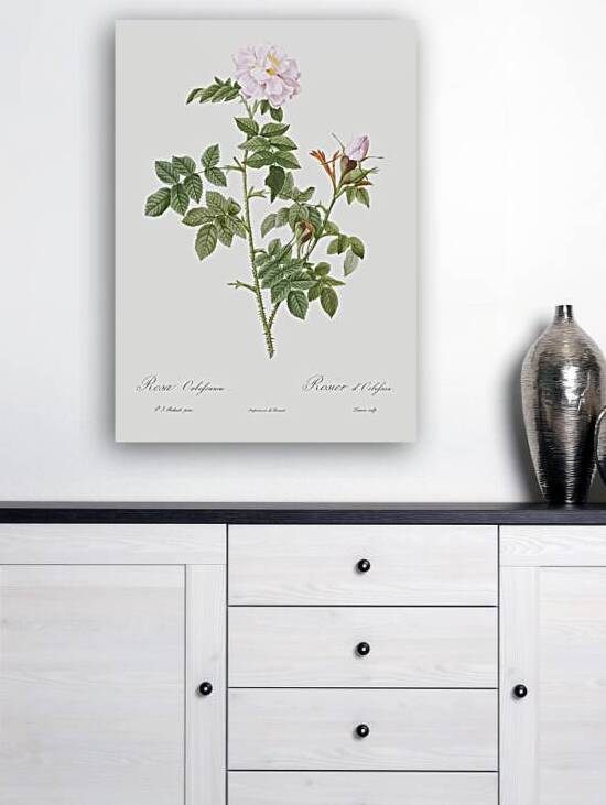 Blooming pink rosebush by IStockHistory com