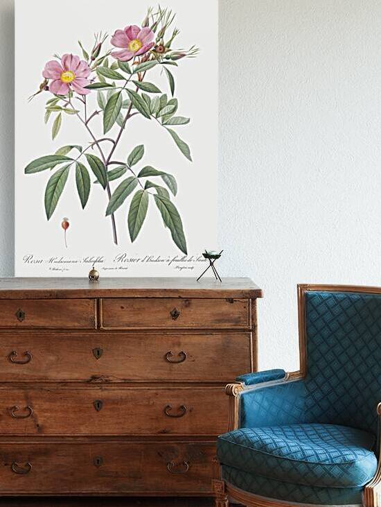 Pink swamp roses by IStockHistory com