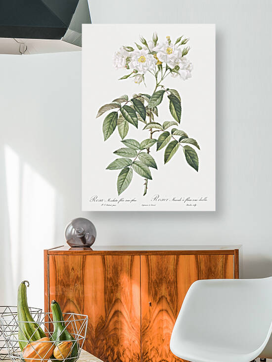 Blooming musk roses by IStockHistory com