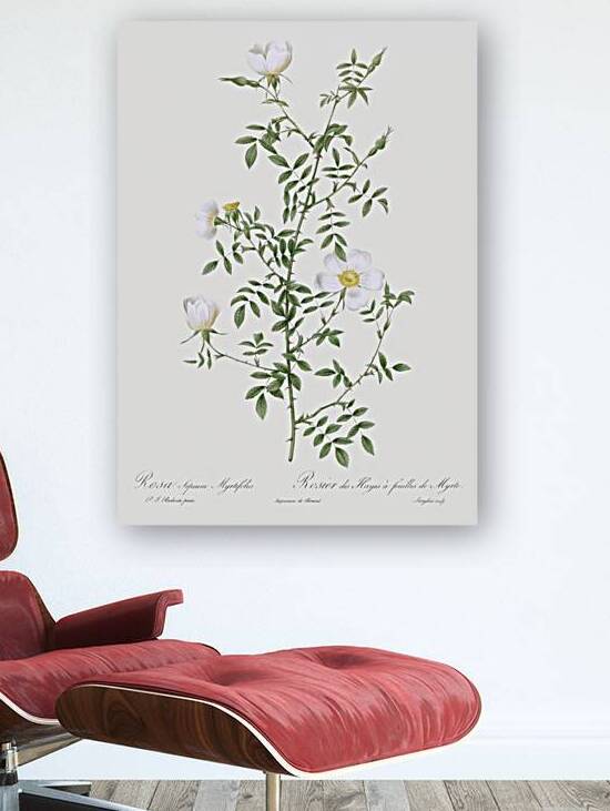 Vintage hedge rose by IStockHistory com