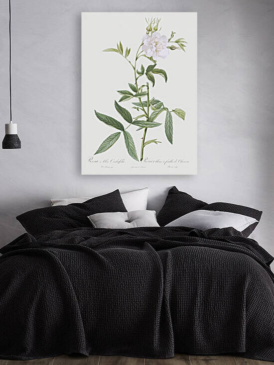 White rose of york in bloom by IStockHistory com