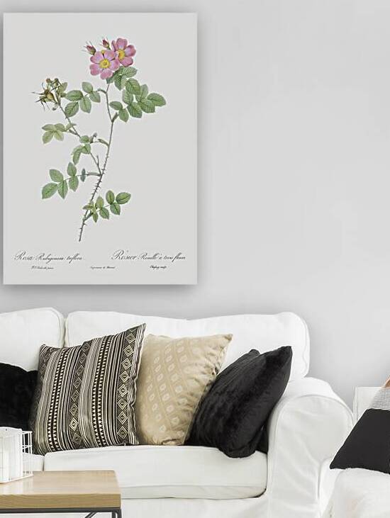 Pink sweetbriar roses by IStockHistory com